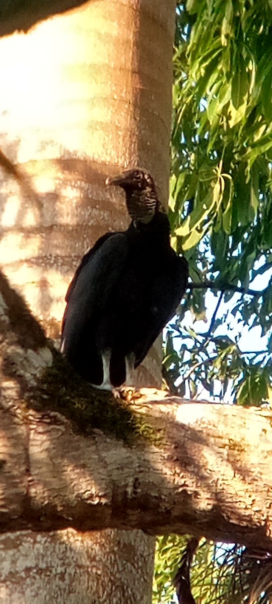 Rabengeier - ML644503166