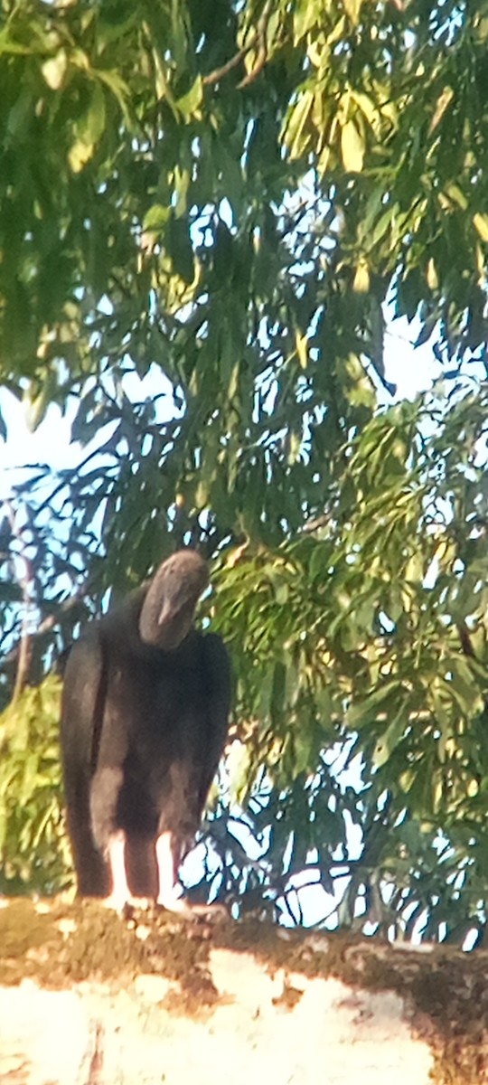 Rabengeier - ML644503167