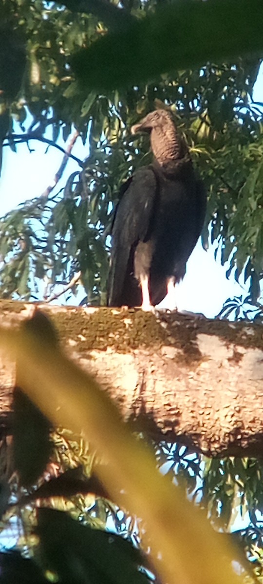 Rabengeier - ML644503168