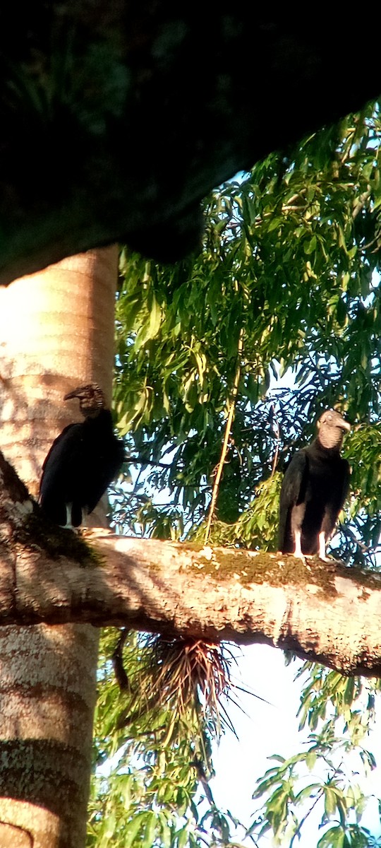 Rabengeier - ML644503170