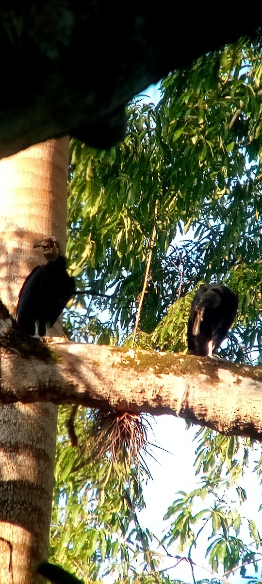 Rabengeier - ML644503171