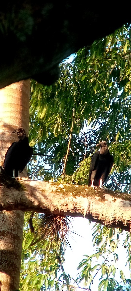 Rabengeier - ML644503172