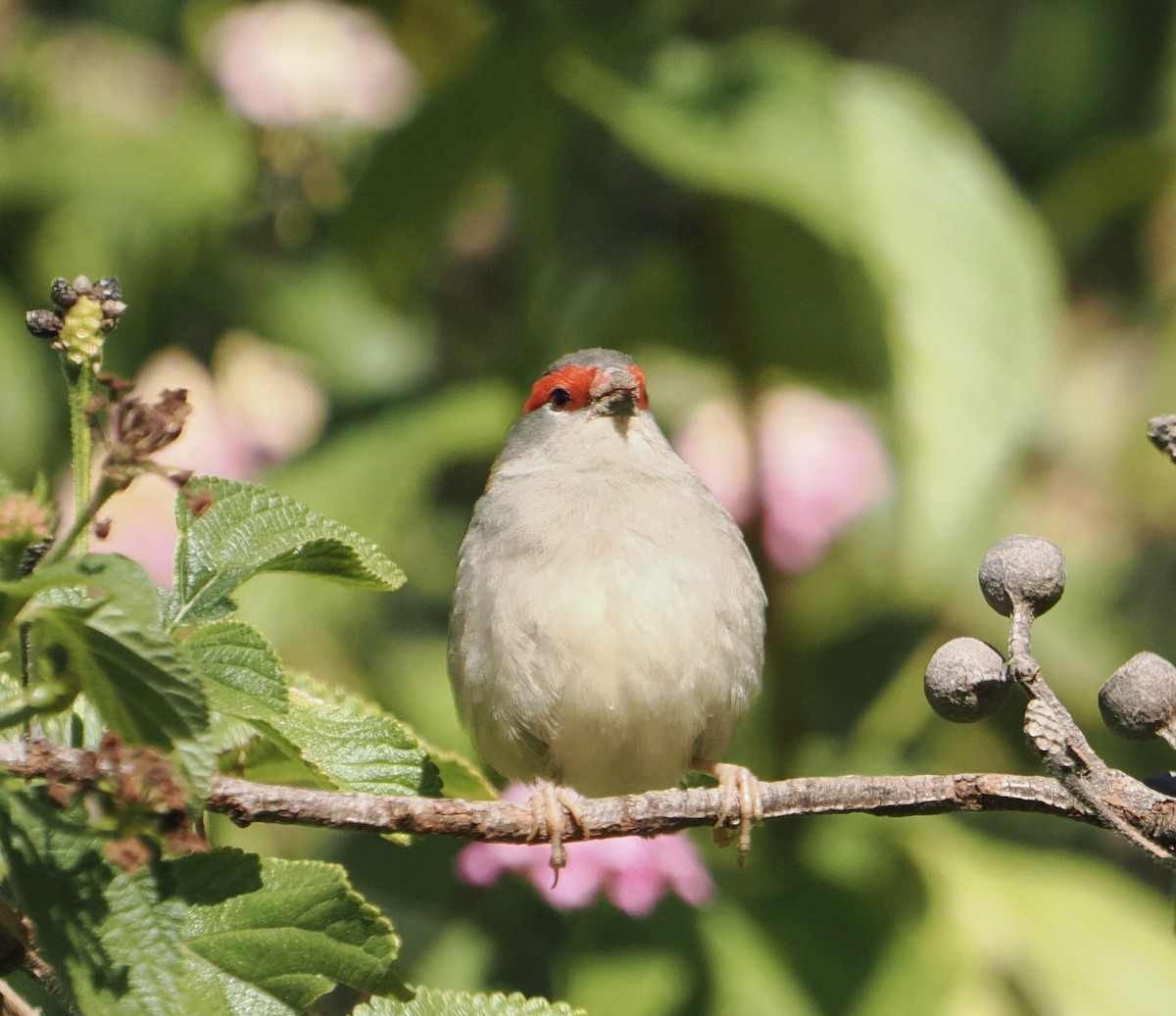 Краснобровая амадина - ML644503173
