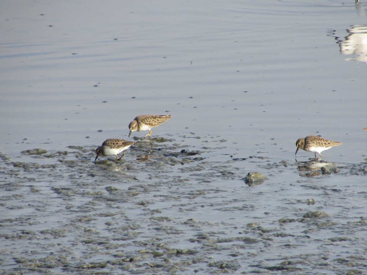 アメリカヒバリシギ - ML644503177