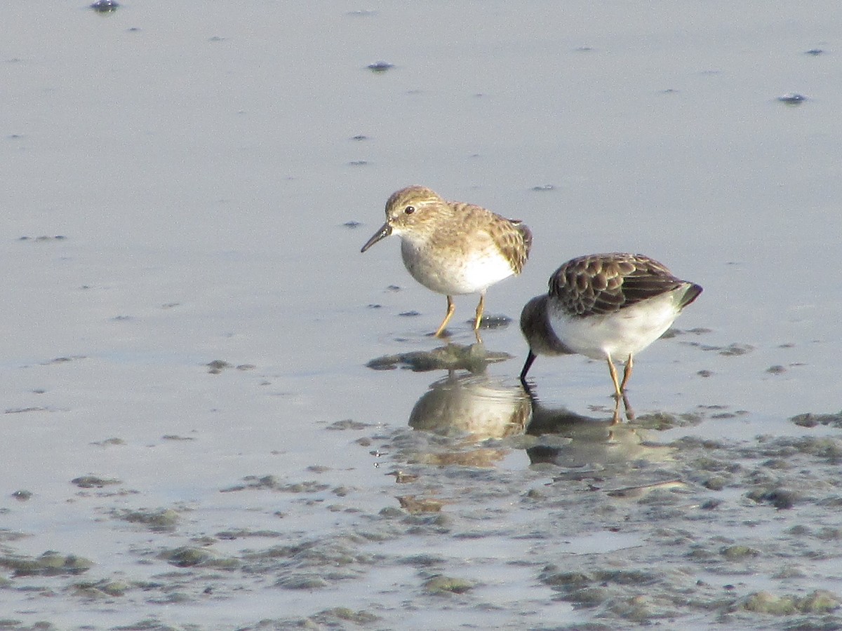 アメリカヒバリシギ - ML644503178