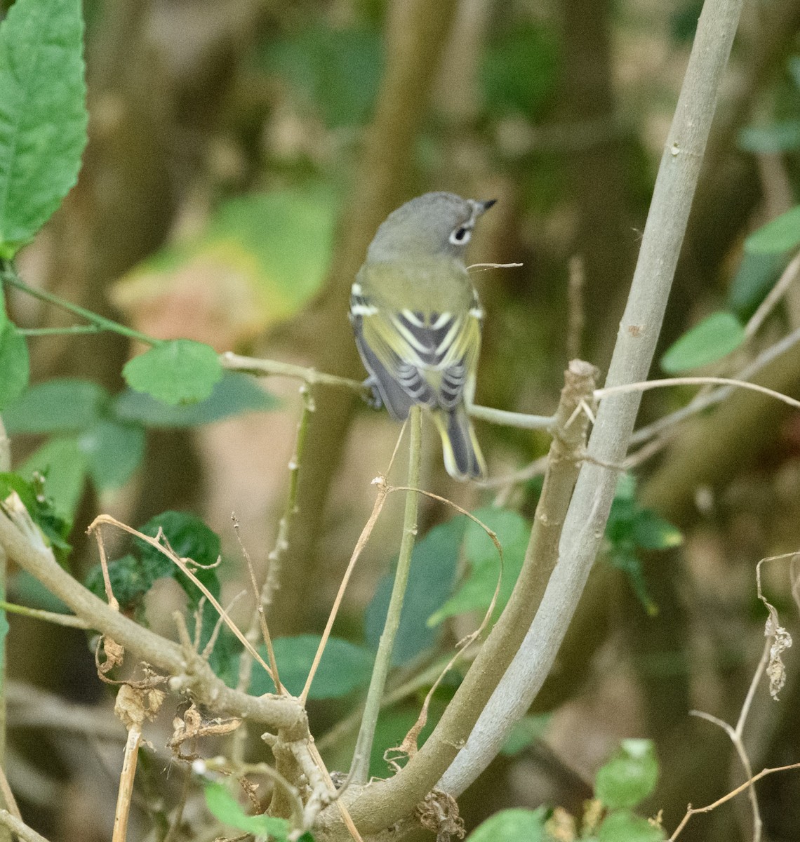 Blue-headed Vireo - ML644503180