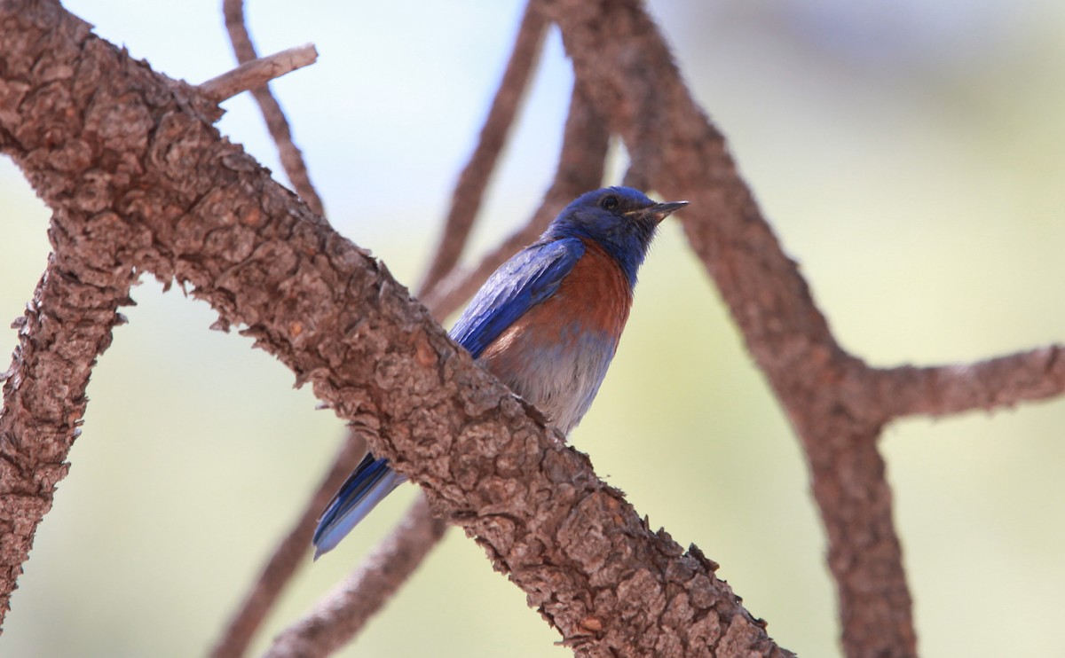 salašník západní - ML644503183