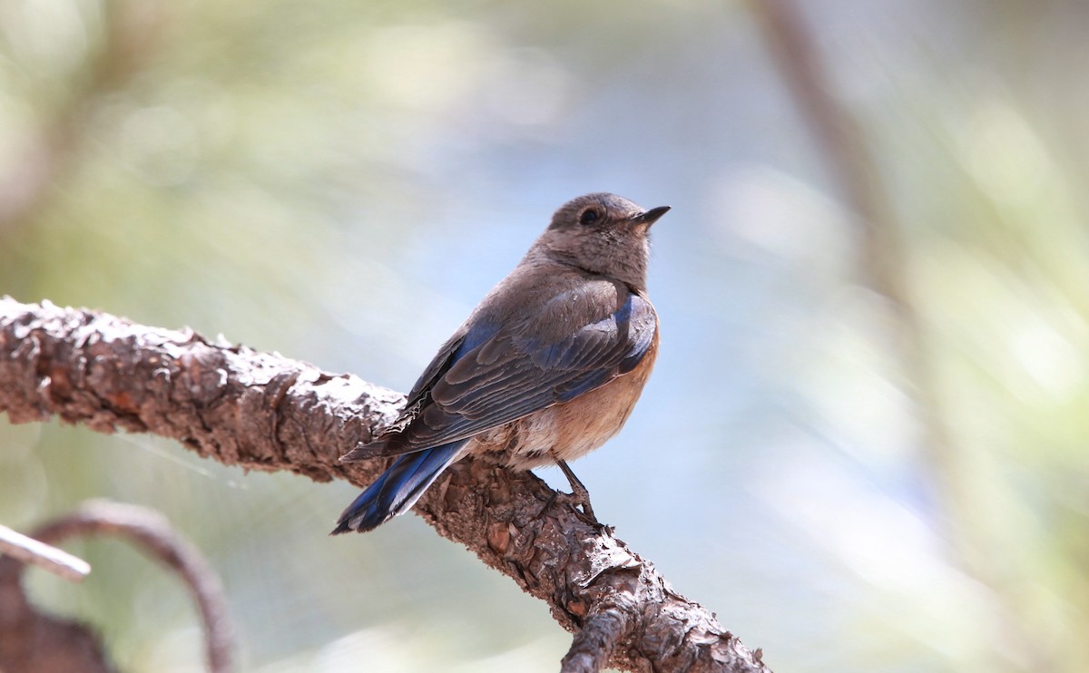 salašník západní - ML644503184