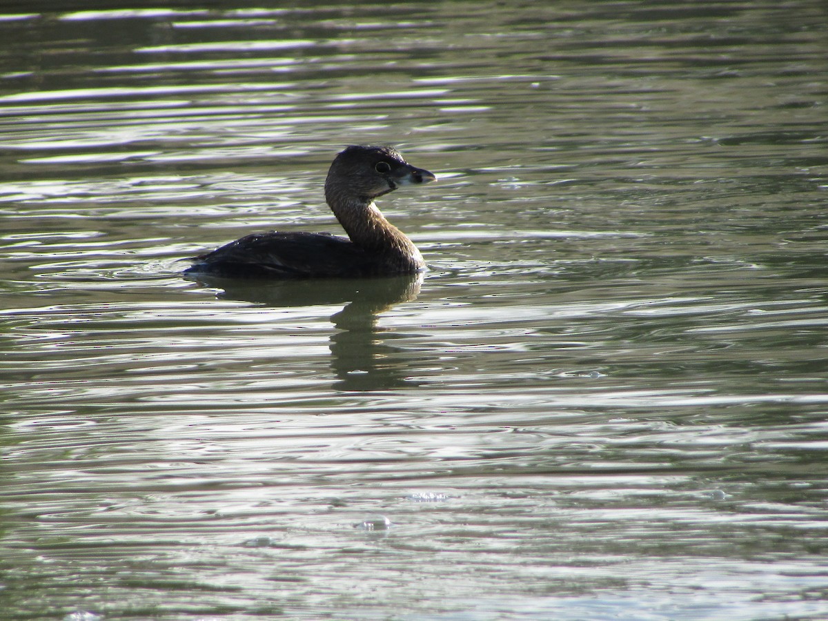 Pied-billed Grebe - ML644503185