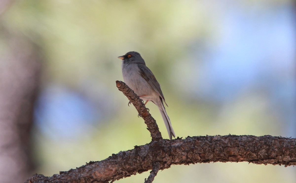 Yellow-eyed Junco - ML644503188