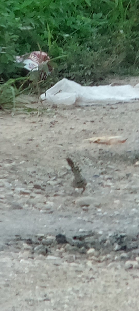 Troglodyte rayé - ML644503190