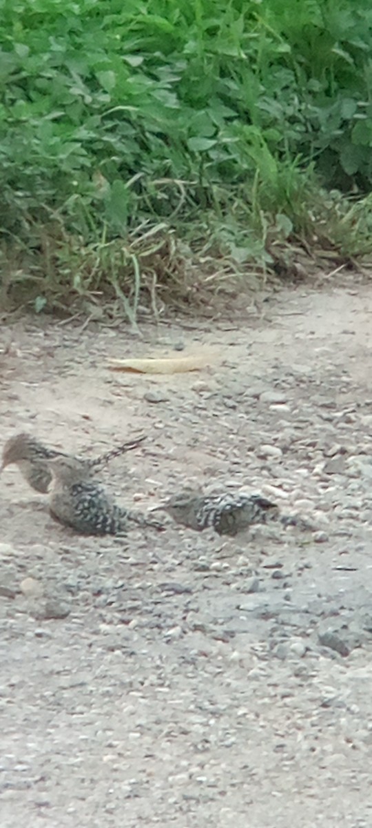 Troglodyte rayé - ML644503191