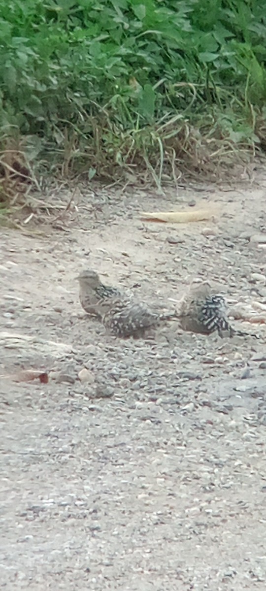 Troglodyte rayé - ML644503192