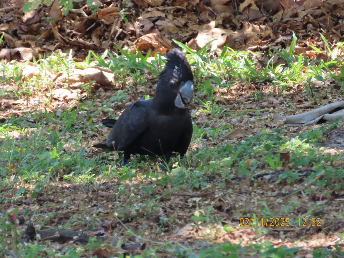 Cacatoès banksien - ML644503193
