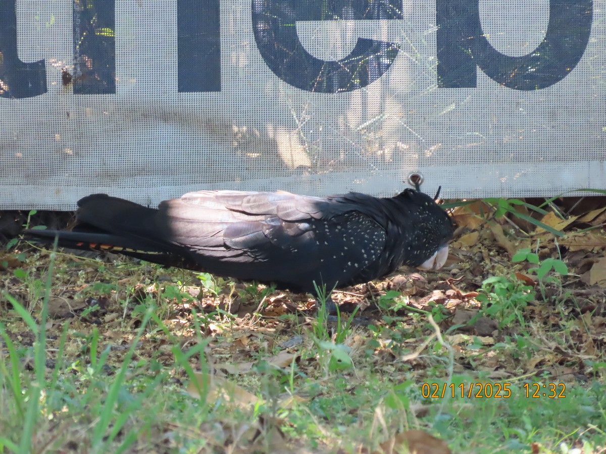 Cacatoès banksien - ML644503197