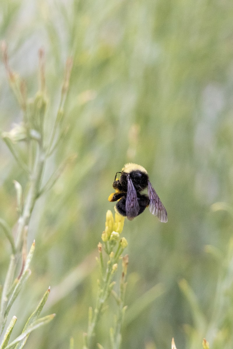 Bumble Bees - ML644503198