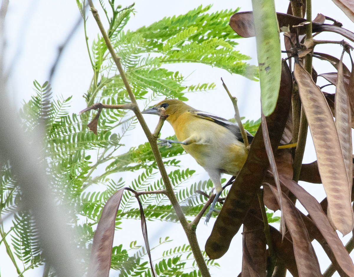 Oriole de Baltimore - ML644503199