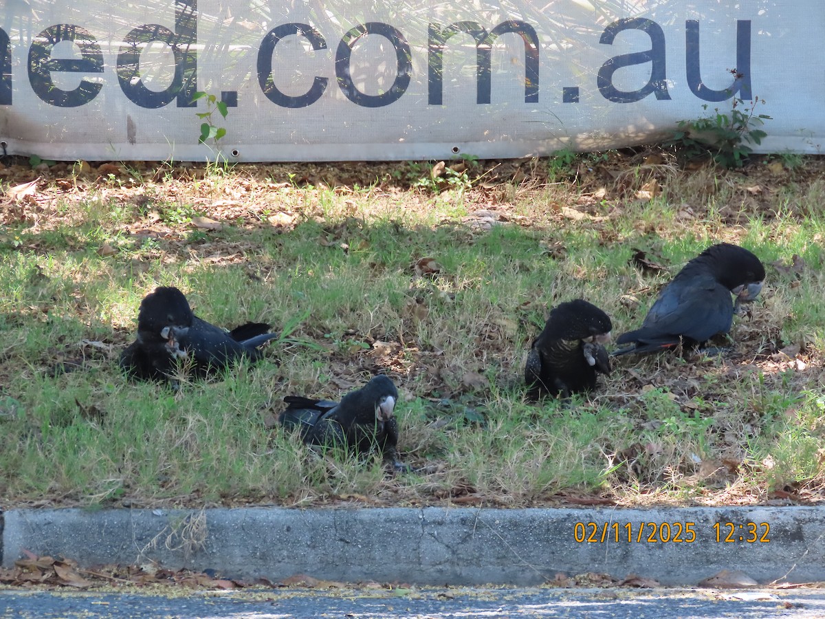 Cacatoès banksien - ML644503208