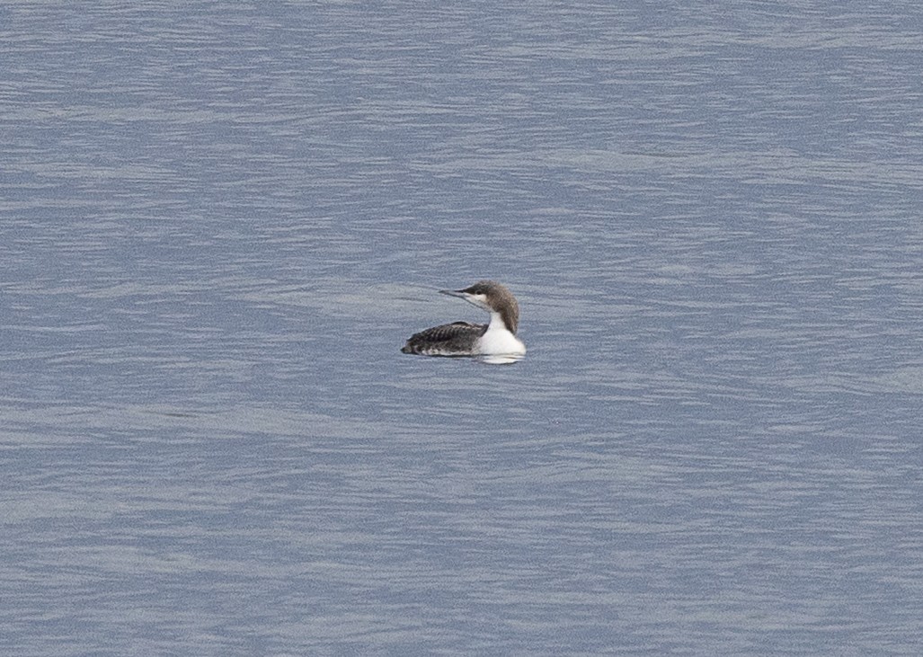 Pacific Loon - ML644503212