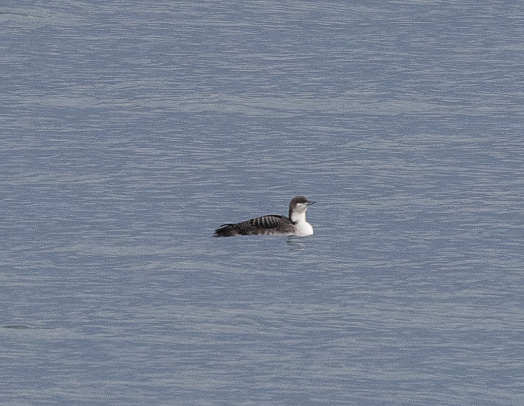 Pacific Loon - ML644503213