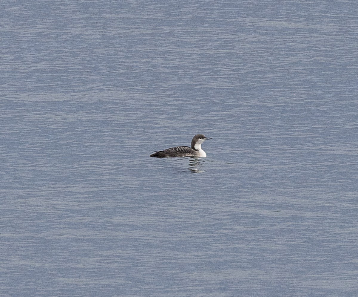 Pacific Loon - ML644503214