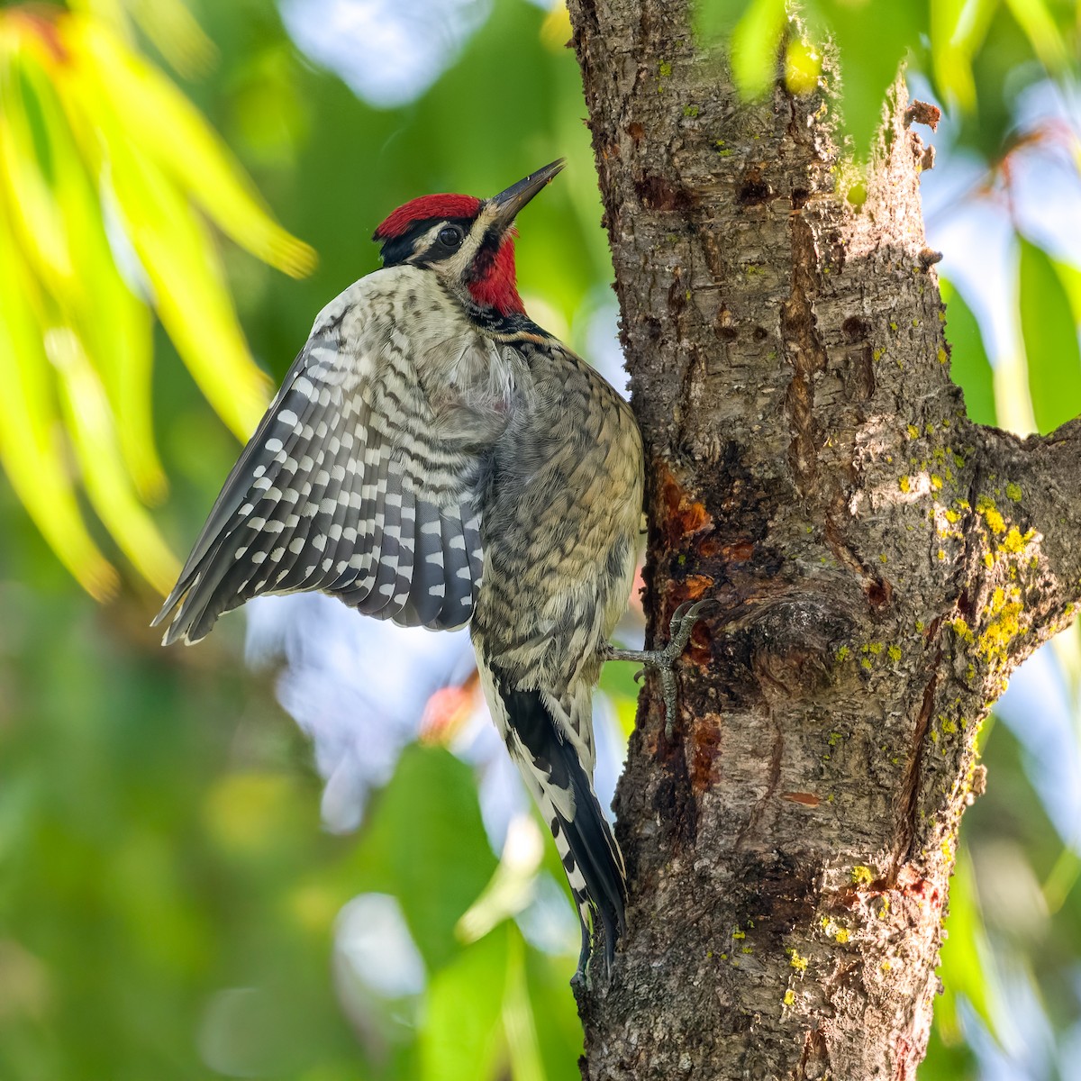 Red-naped Sapsucker - Peter Shen