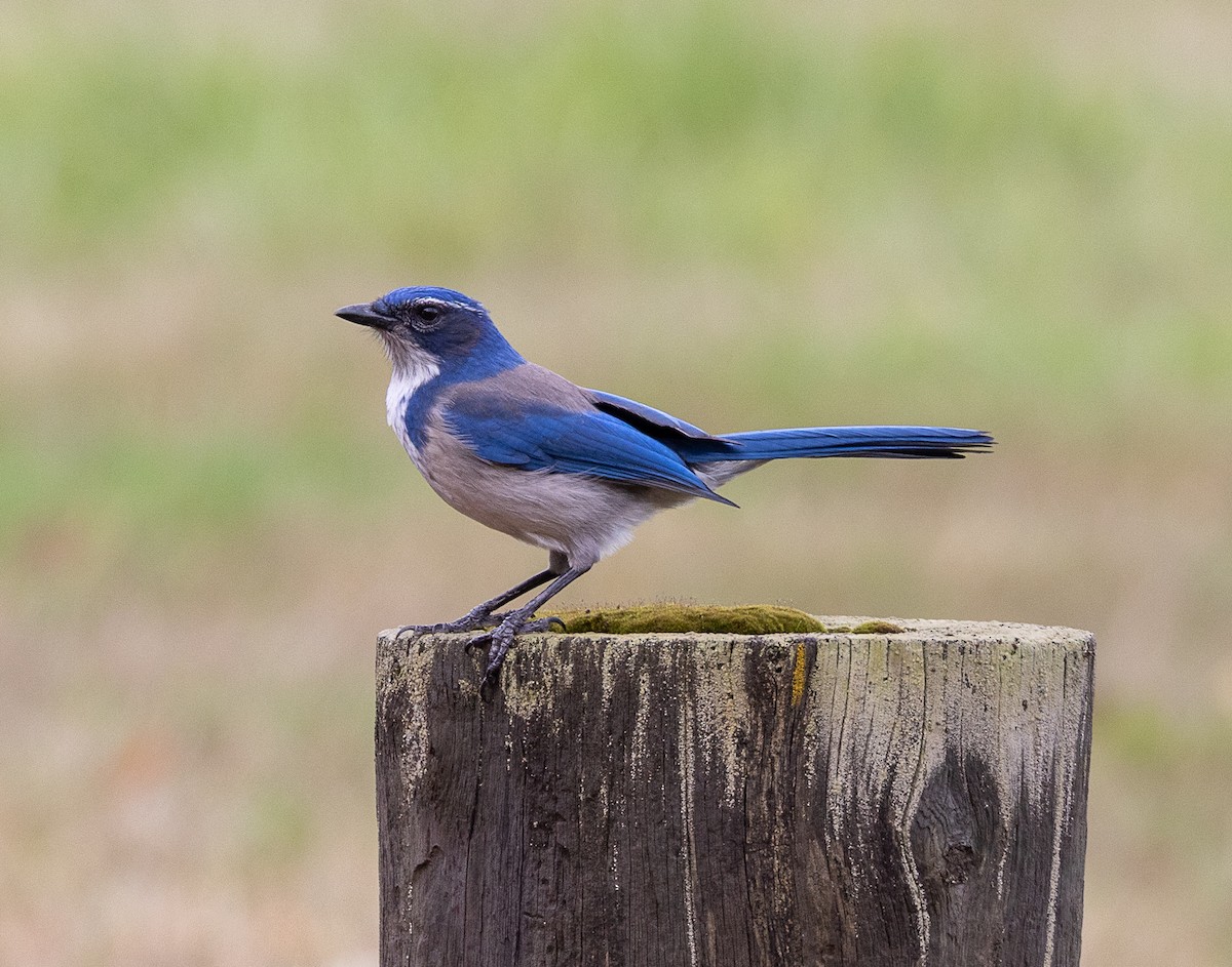 Калифорнийская сойка - ML644503220