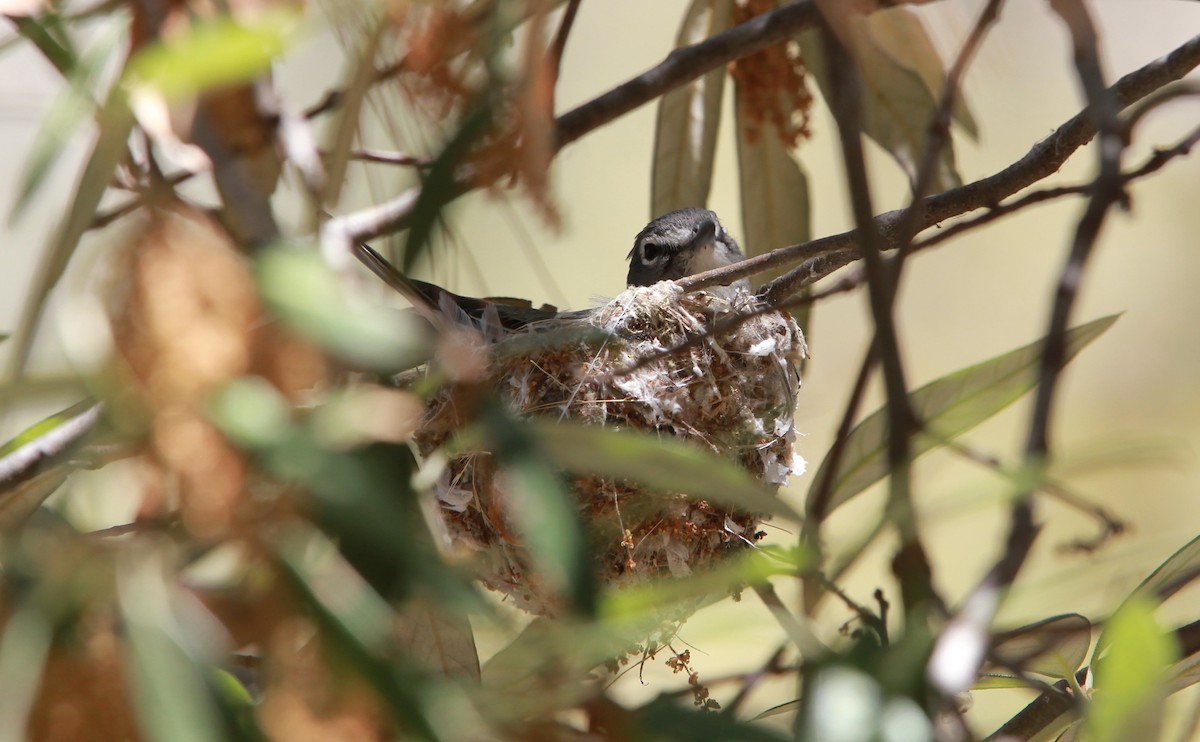 Plumbeous Vireo - ML644503227