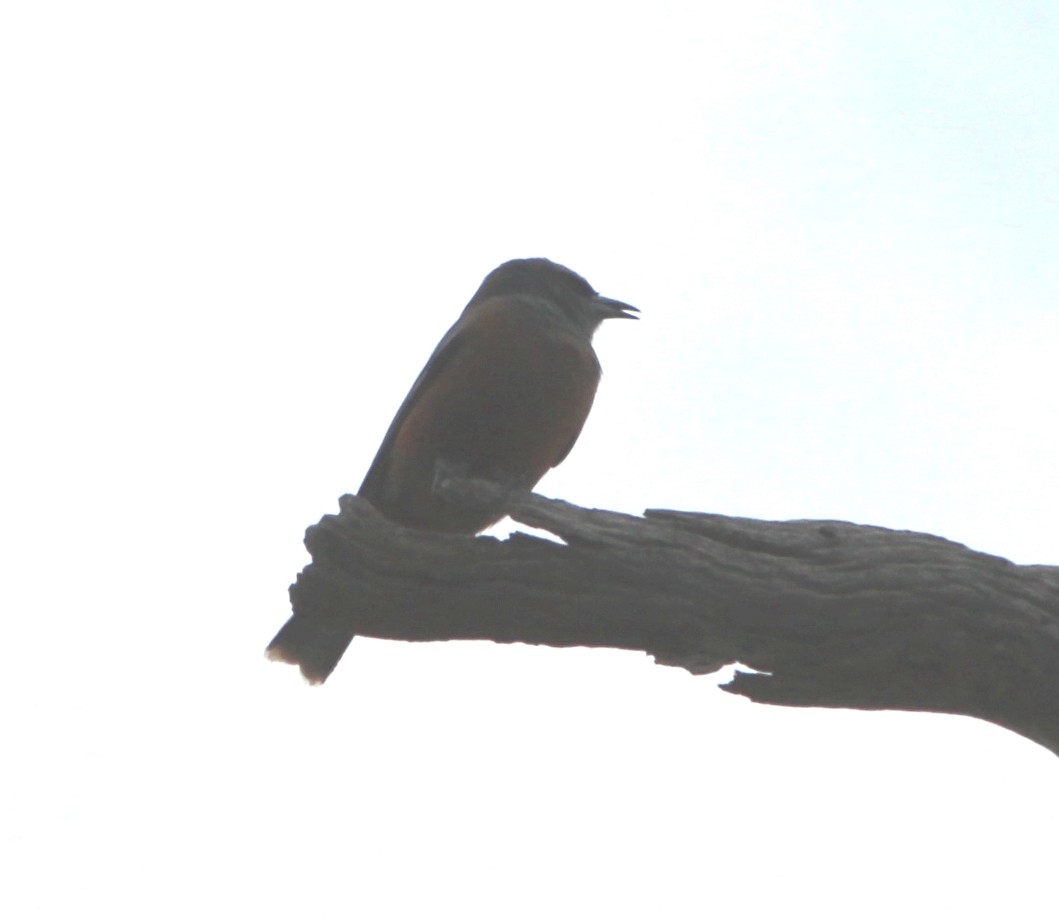 White-browed Woodswallow - ML644503234