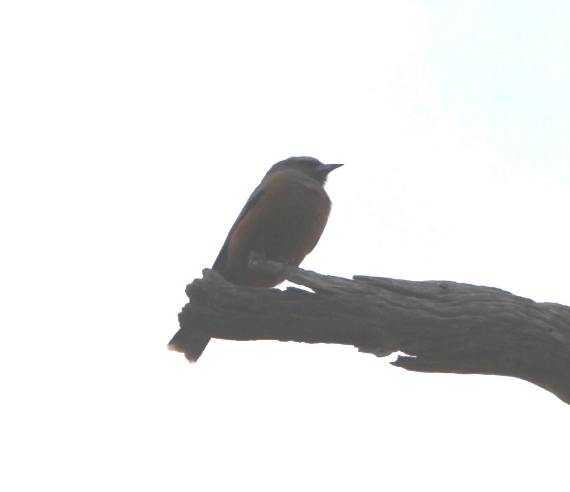 White-browed Woodswallow - ML644503238