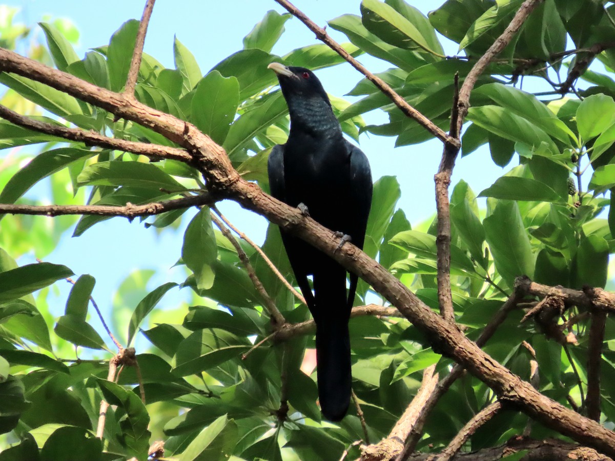 オニカッコウ - ML644503259