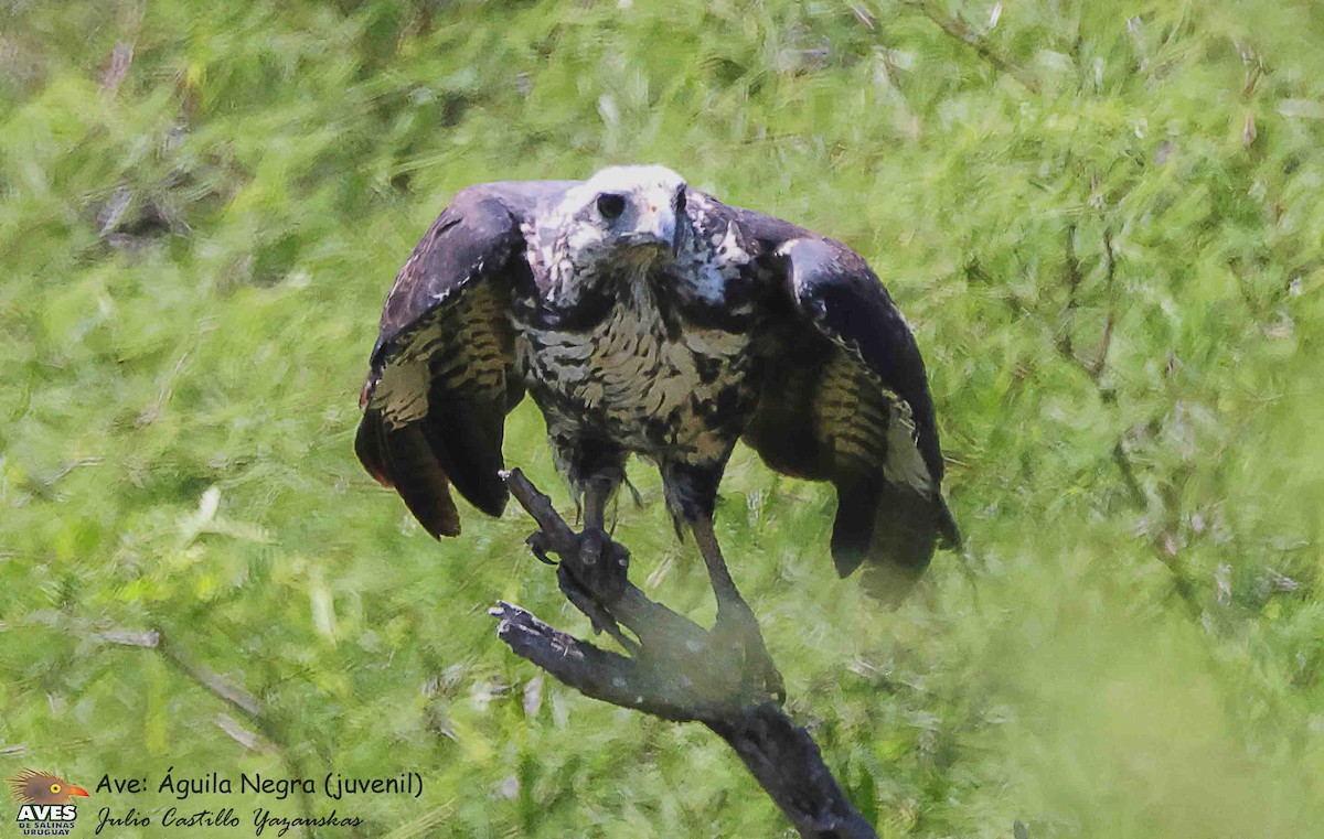 Great Black Hawk - ML644503262