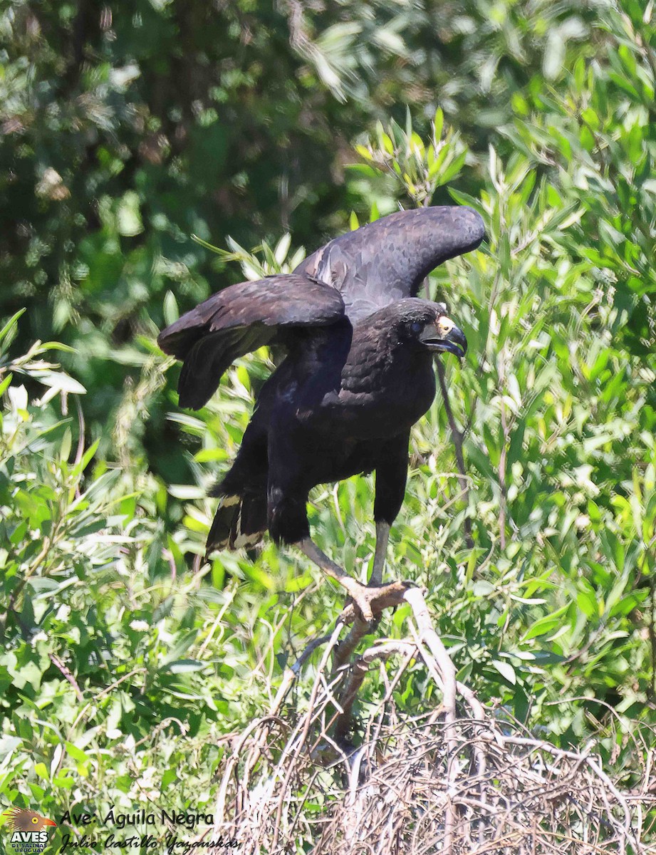 Great Black Hawk - ML644503263