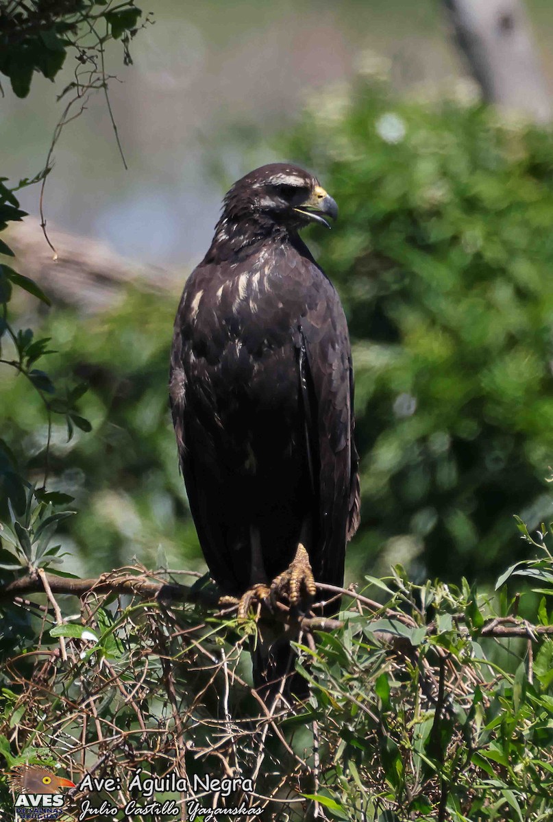 Great Black Hawk - ML644503264