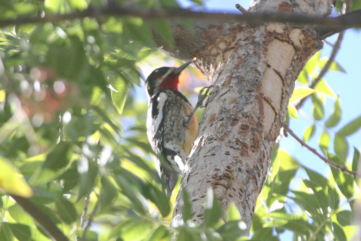 Red-naped Sapsucker - ML644503268