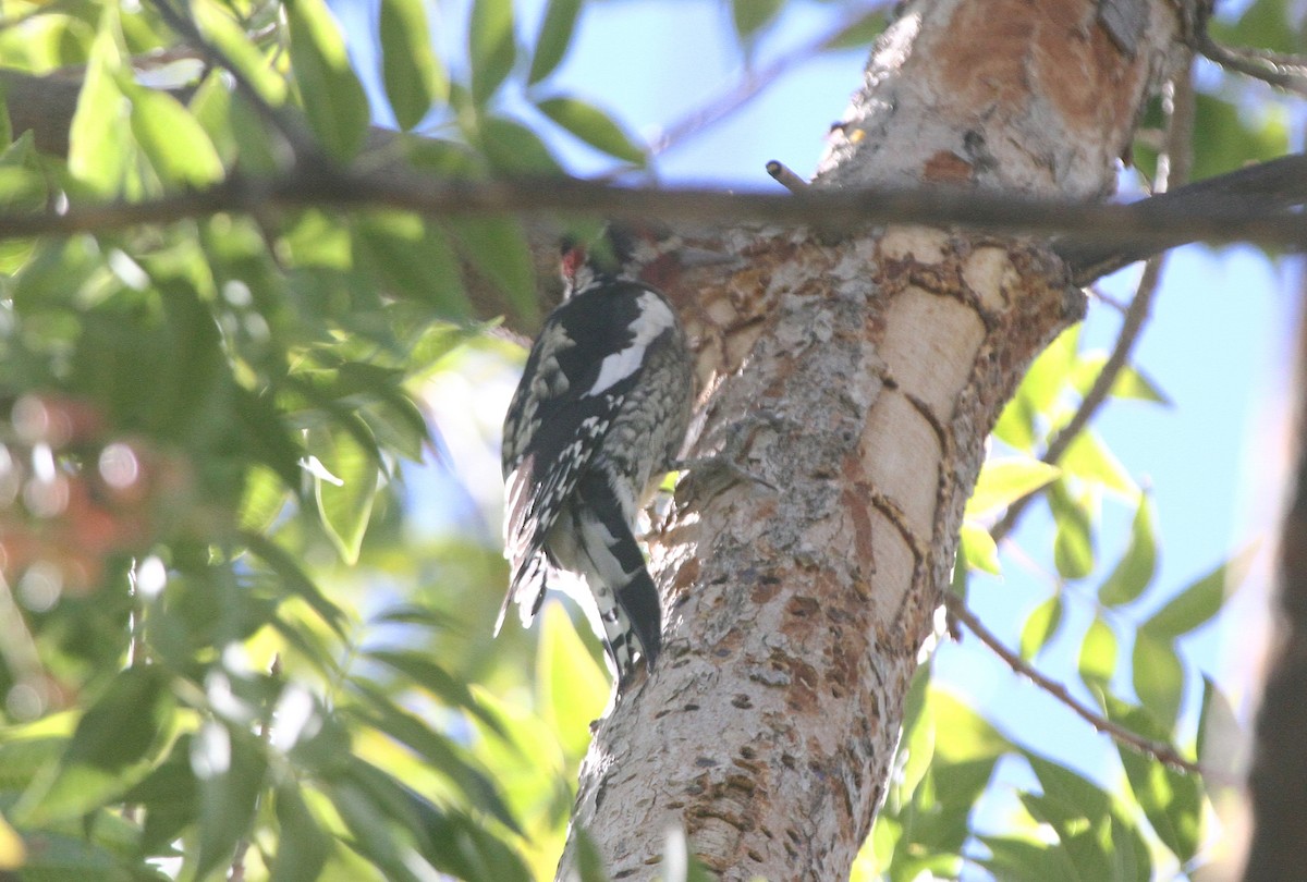 Red-naped Sapsucker - ML644503269
