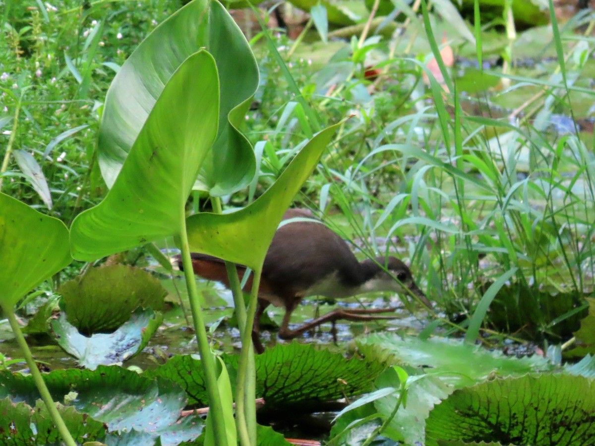 Gallineta Pechiblanca - ML644503279