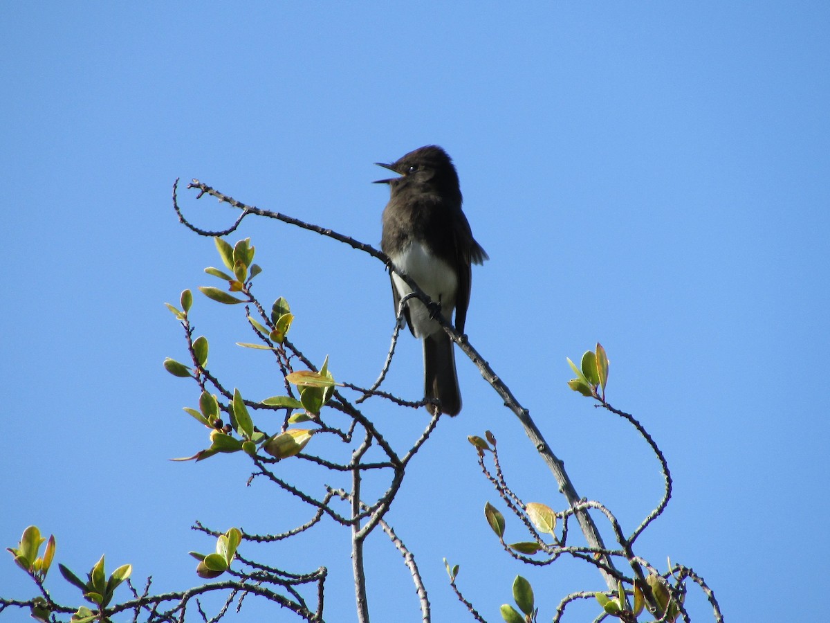 Black Phoebe - ML644503286