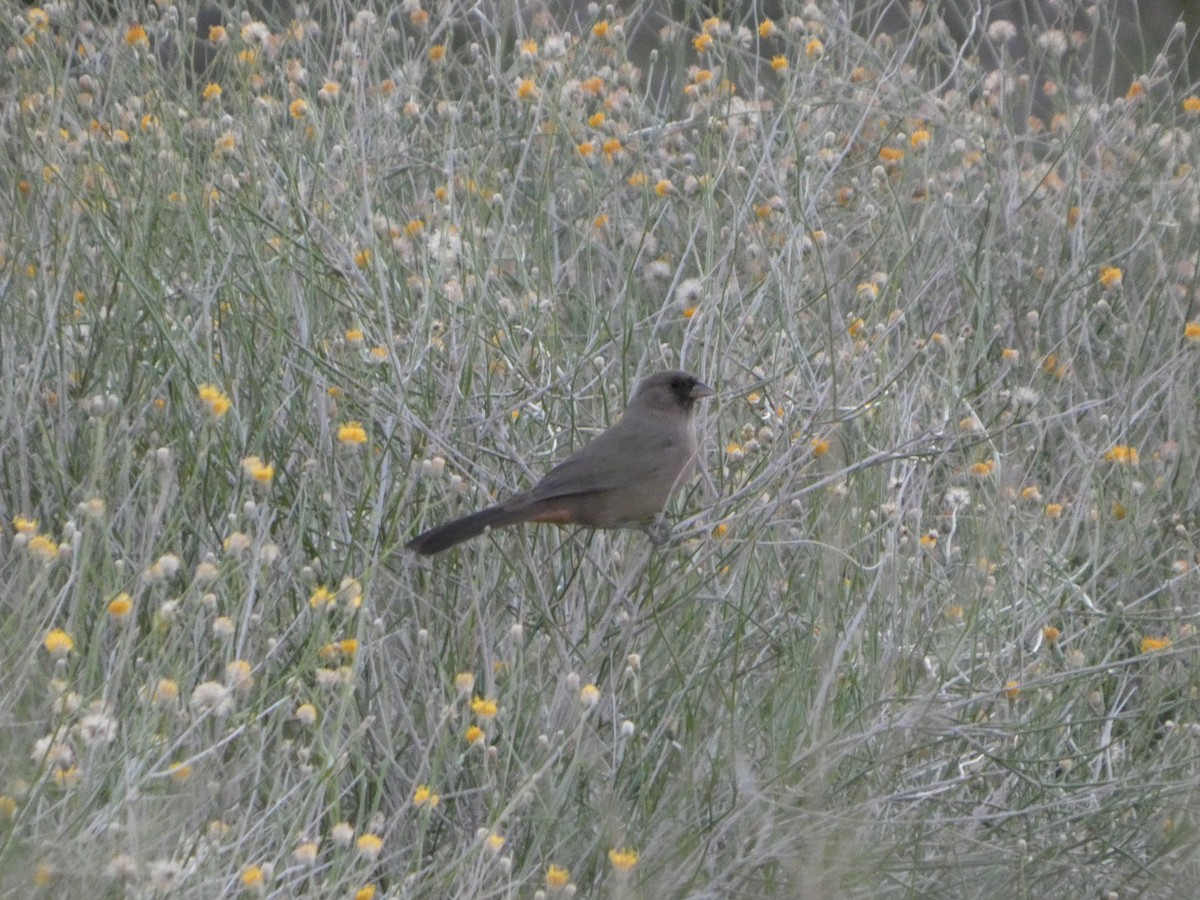 Tohi d'Abert - ML644503291