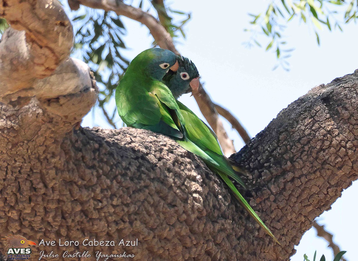 Blue-crowned Parakeet - ML644503297