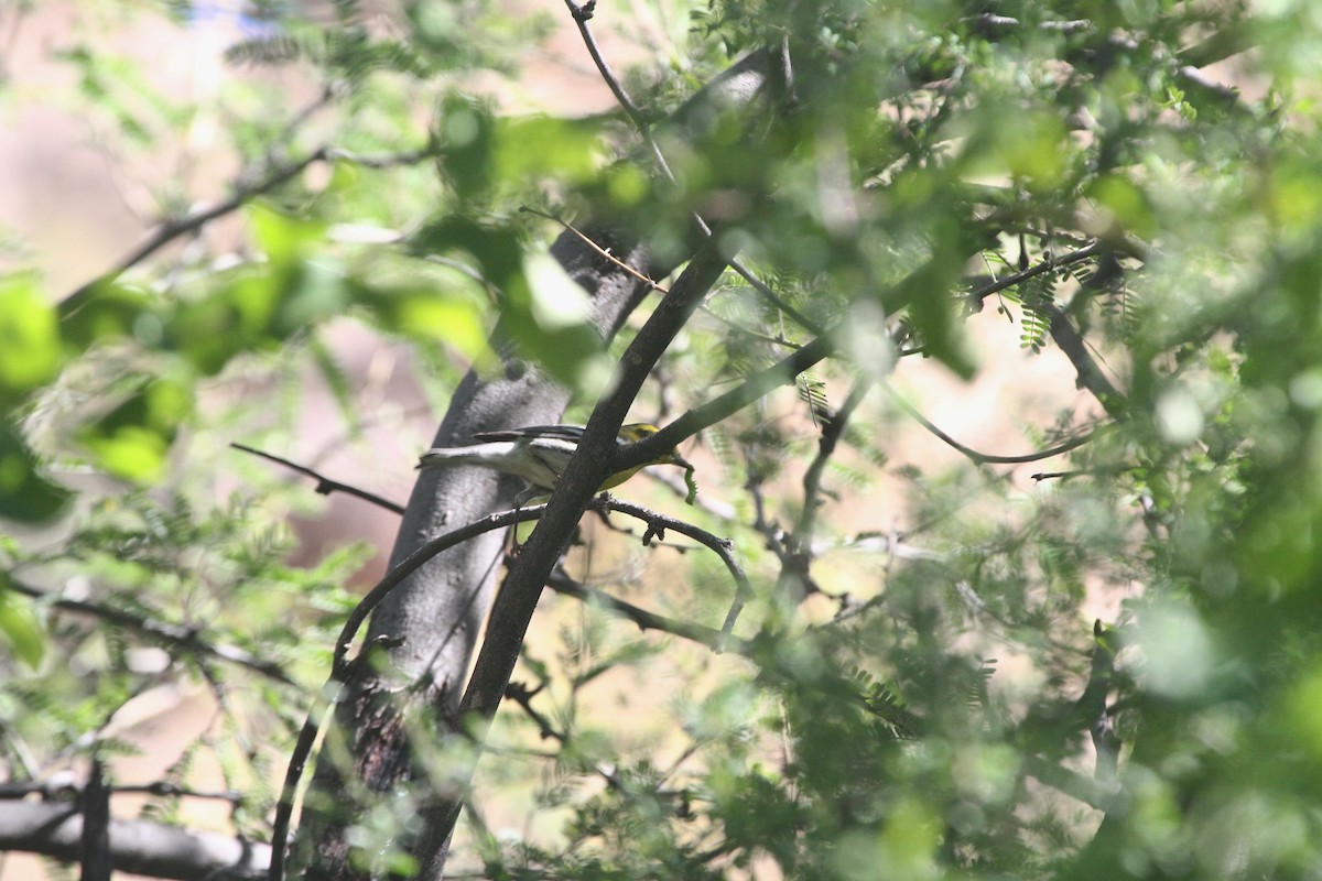 Townsend Ötleğeni - ML644503299