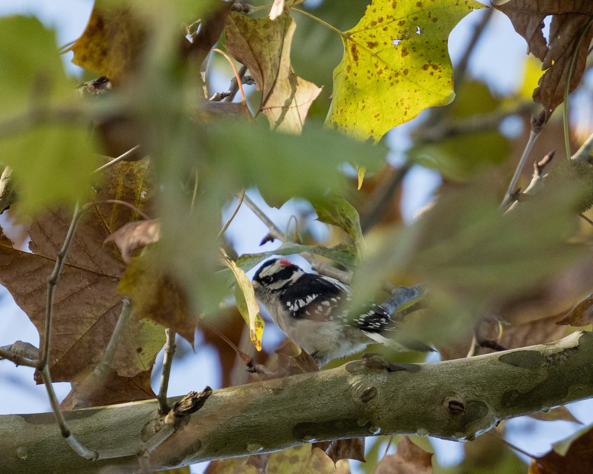 Downy Woodpecker - ML644503307