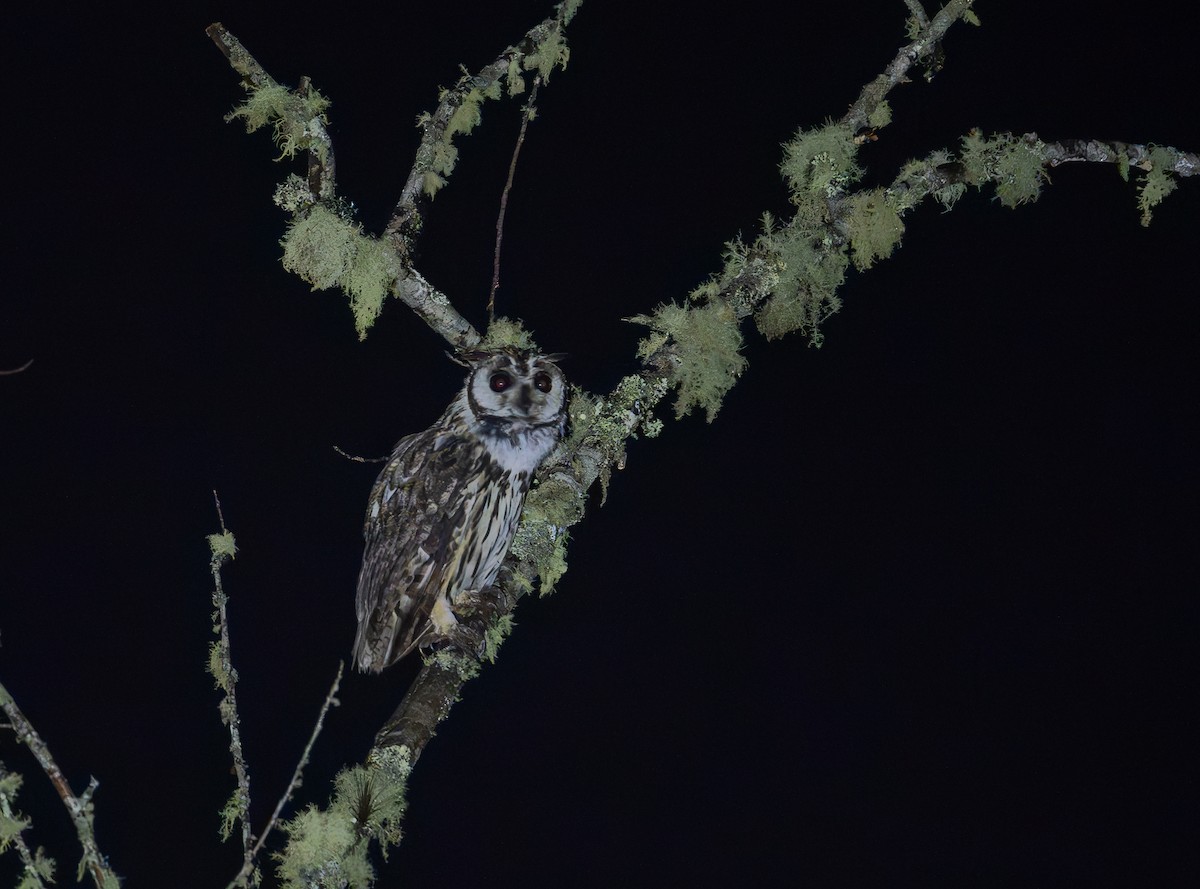 Striped Owl - ML644503314