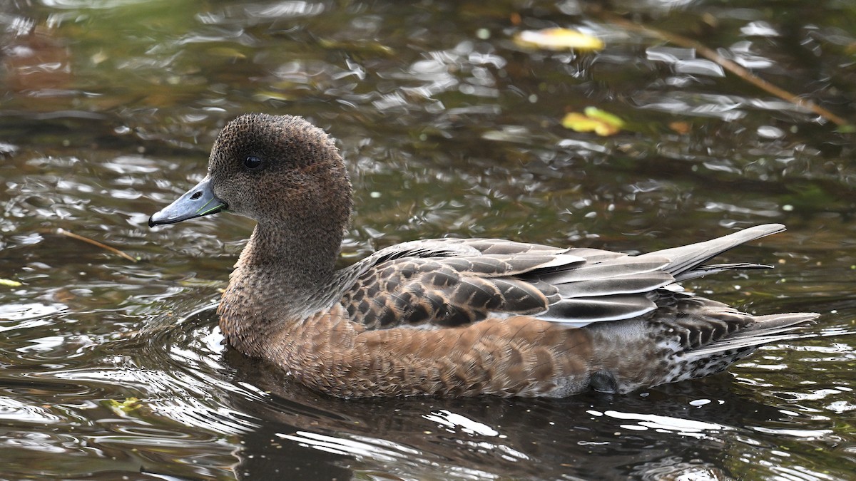 Eurasian Wigeon - ML644503324