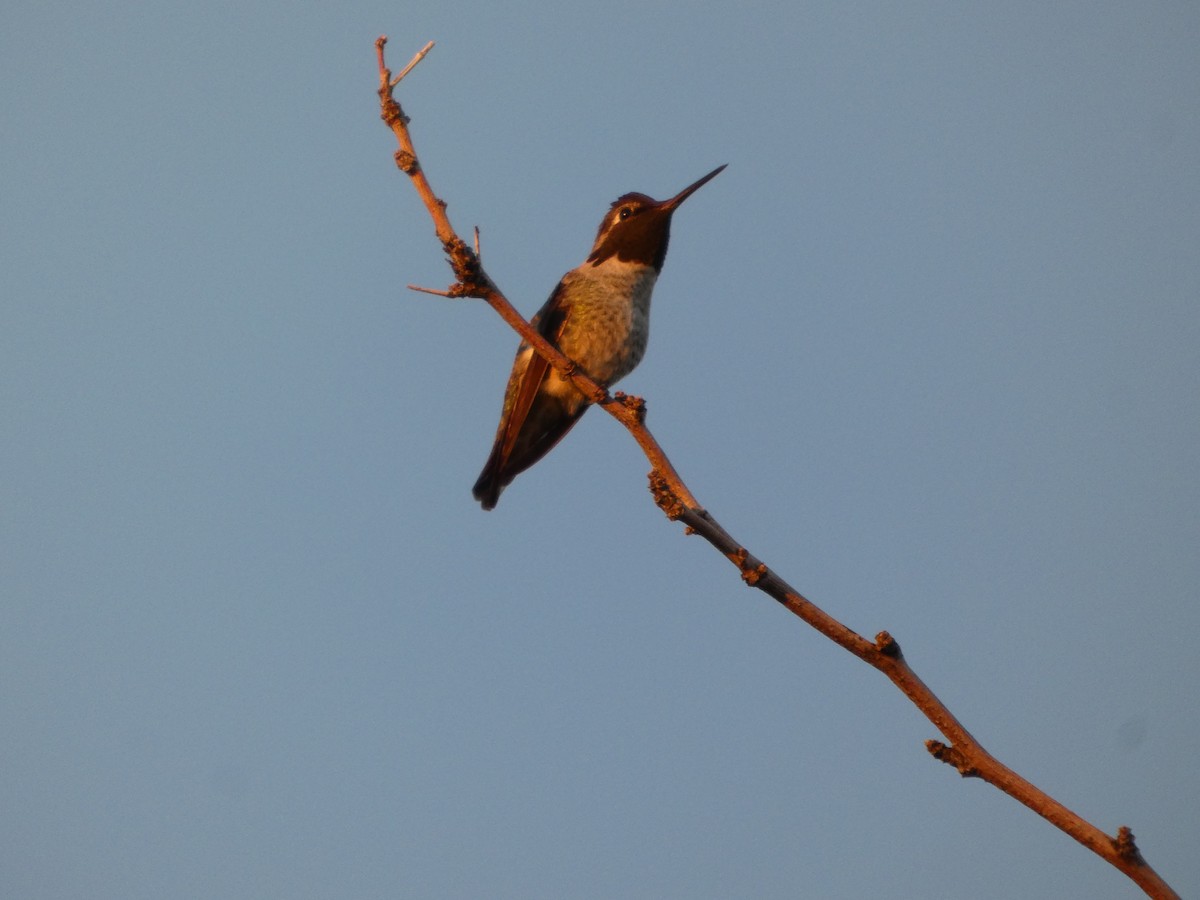 Anna's Hummingbird - ML644503326
