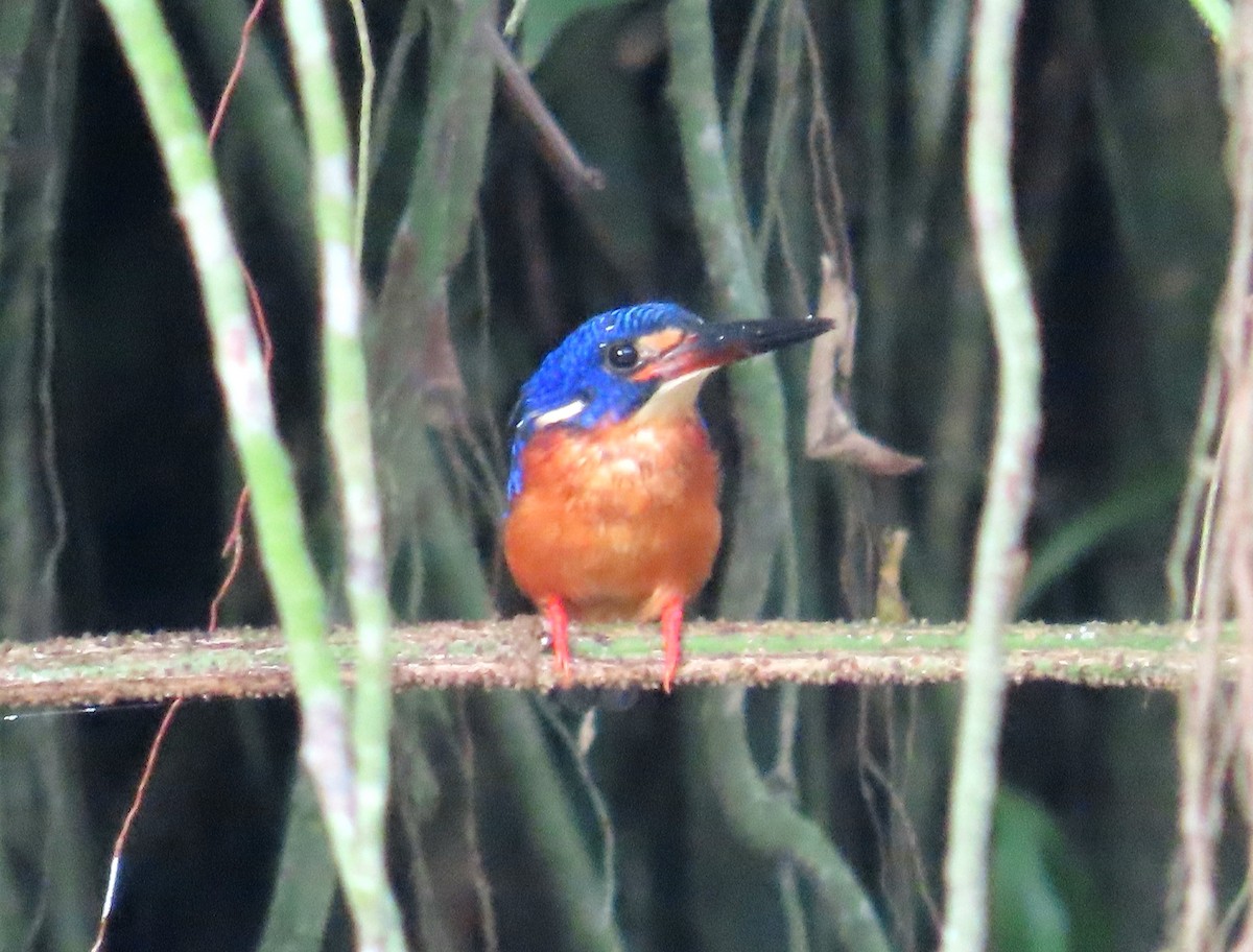 Blue-eared Kingfisher - ML644503328