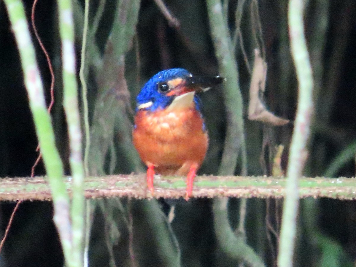 Blue-eared Kingfisher - ML644503329