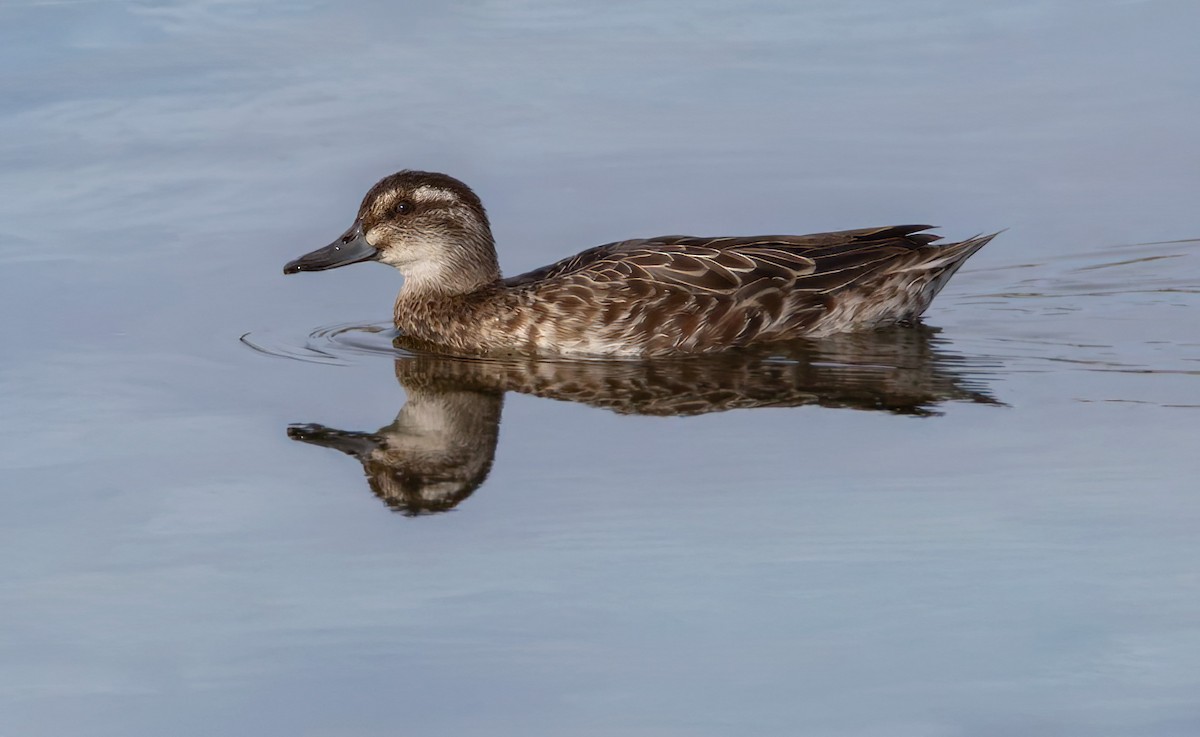 Garganey - ML644503332