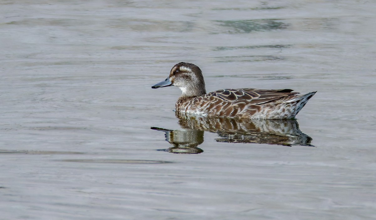 Garganey - ML644503333