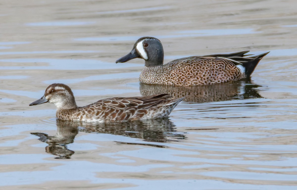 Garganey - ML644503334